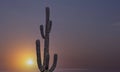 Close Up View Of Saguaro Cactus With Sun Rising Royalty Free Stock Photo