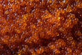Close up view of salted granular caviar red salmon fish as food