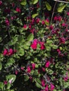 Close-up view of Salvia microphylla `Pink Blush` with its luminous pink flowering