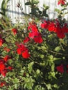 Close-up view of Salvia microphylla `Royal Bumble` with its intense red flowering