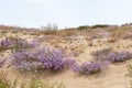 sand dune vegetation Royalty Free Stock Photo
