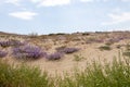 sand dune vegetation Royalty Free Stock Photo