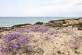 sand dune vegetation Royalty Free Stock Photo