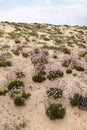 sand dune vegetation Royalty Free Stock Photo