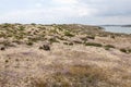 sand dune vegetation Royalty Free Stock Photo