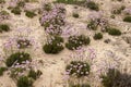 sand dune vegetation Royalty Free Stock Photo