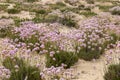 sand dune vegetation Royalty Free Stock Photo