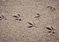 Close-up view of a sandy surface with bird footprints visible on the sand, indicating that a bird walked across this area Royalty Free Stock Photo