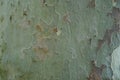 Close up view on the scaling bark of the plane tree of the genus Platanus.