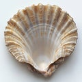 Intricate Brown and White Scallop Shell on White Background Royalty Free Stock Photo