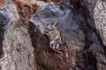 Close up view of a sea crab on the rock Royalty Free Stock Photo