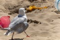 Walking sea gulls Royalty Free Stock Photo