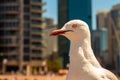 A close-up view on a sea-gull standing in the city