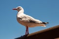 A close-up view on a sea-gull standing on a railing Royalty Free Stock Photo