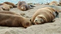 Close-up view of Sea lions relaxing on the sand of a beach