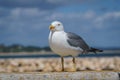 Close up view of Sea Mew or Sea Gull Royalty Free Stock Photo