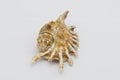 Close-up view of a sea shell on a white background Royalty Free Stock Photo