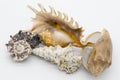 Close-up view of a sea shell on a white background Royalty Free Stock Photo