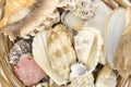 Close-up view of a sea shell on a white background Royalty Free Stock Photo