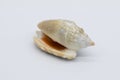 Close-up view of a sea shell on a white background Royalty Free Stock Photo