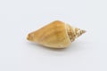 Close-up view of a sea shell on a white background Royalty Free Stock Photo