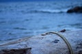 Close up view of Sea Shells, rocks and Rope on Log Beach with Pacific Ocean blurred in background from beach in Puerto Vallarta Me