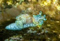 Close-up view of the sea snail Miniature Melo Micromelo undatus - El Hierro, Canary Islands