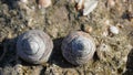 Close up view of sea snails in shells on rock