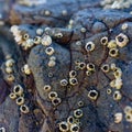 Sea snails on rock