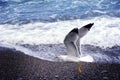 Close up view of seagull on the beach against natural blue and white water background. Sea Bird flying.