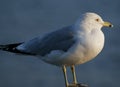 Close-up view of seagull