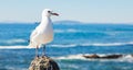 Close up of a Seagull in Sea Point Cape Town South Africa Royalty Free Stock Photo