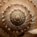 Close-up view of a seashell displaying its intricate spiral pattern. The shell features a Royalty Free Stock Photo