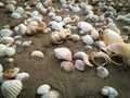 Close up view on seashells on the beach Royalty Free Stock Photo