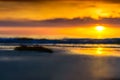 Close-up view of seaweed at sunset