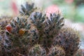 Close up view and selective focus of cactus bonsai