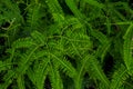 Close up view with selective focus of green leaves from Dicranopteris linearis in forest