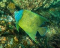 Close-up view of a Semicircle angelfish Pomacanthus semicirculatus Royalty Free Stock Photo
