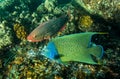 Close-up view of a Semicircle angelfish Pomacanthus semicirculatus and an Ember parrotfish Scarus rubroviolaceus Royalty Free Stock Photo