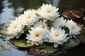 Close-Up View of Serene White Lotus Flowers Floating on Still Waters. Calming Rhythms