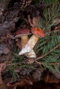 Group of wild edible bay bolete known as imleria badia or boletus badius mushroom on old hemp in pine tree forest Royalty Free Stock Photo