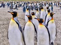 The distinctive markings of King penguins, on South Georgia Island in the South Atlantic Ocean. Royalty Free Stock Photo