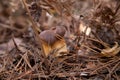 Close up view of several Imleria Badia or Boletus Badius commonly known as the Bay Bolete growing in pine tree forest Royalty Free Stock Photo