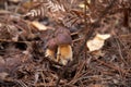 Close up view of several Imleria Badia or Boletus Badius commonly known as the Bay Bolete growing in pine tree forest Royalty Free Stock Photo