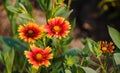 A close up view of a several red and yellow daisy`s Royalty Free Stock Photo