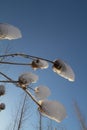 Close up view of several teasels covered with snow on a blue sky Royalty Free Stock Photo