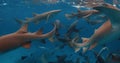 Close up view of sharks with tropical fishes underwater in transparent blue sea. Slow motion