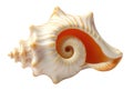 A close-up view of a shell on a white background Royalty Free Stock Photo