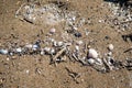 Close up view of shells in the sand Royalty Free Stock Photo