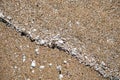 Close up view of shells in the sand Royalty Free Stock Photo